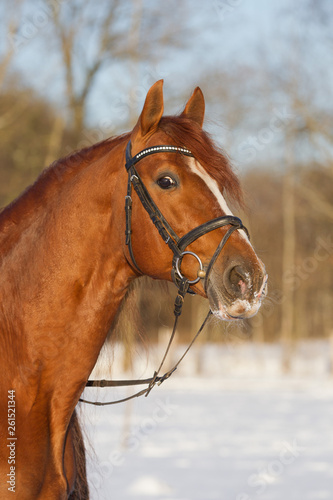 hübsches Pferd PRE Spanier im Schnee 