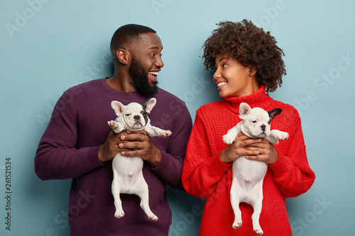 Photography Blissful happy black young woman and man express positive emotions during photoshoot with little adorable black and white french bulldog puppies, isolated over blue background