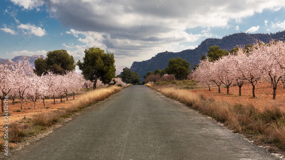 Almond tree blossom on a country road at Hellin in Castilla La Mancha, Spain, with very beautiful cloudy sky
