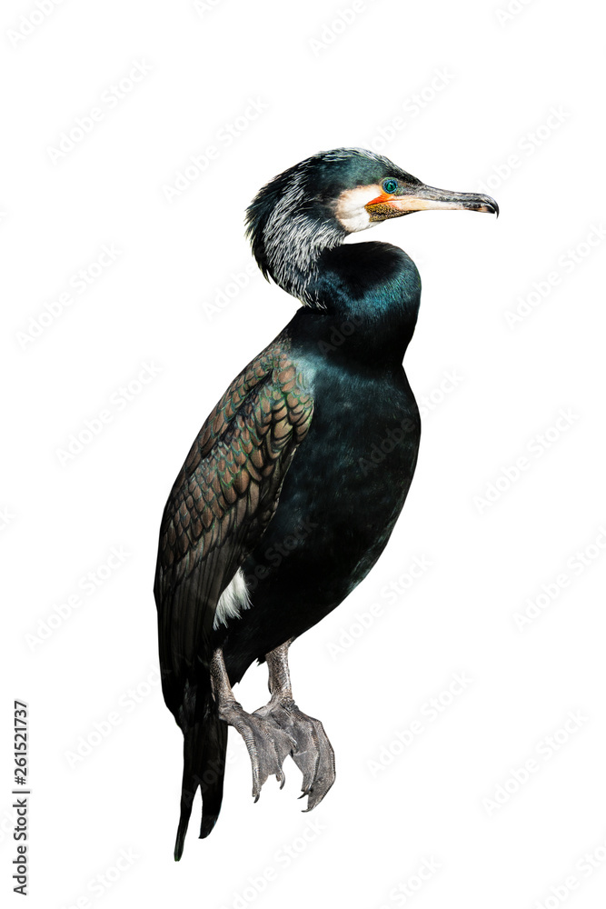 cormorant bird isolated on white cormorant bird isolated on white