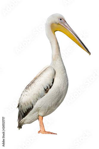 pelican isolated on white
