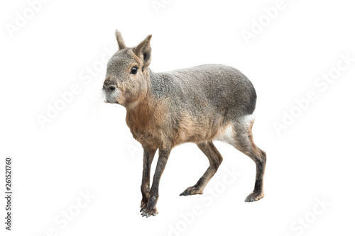 patagonian mara isolated on a white photo