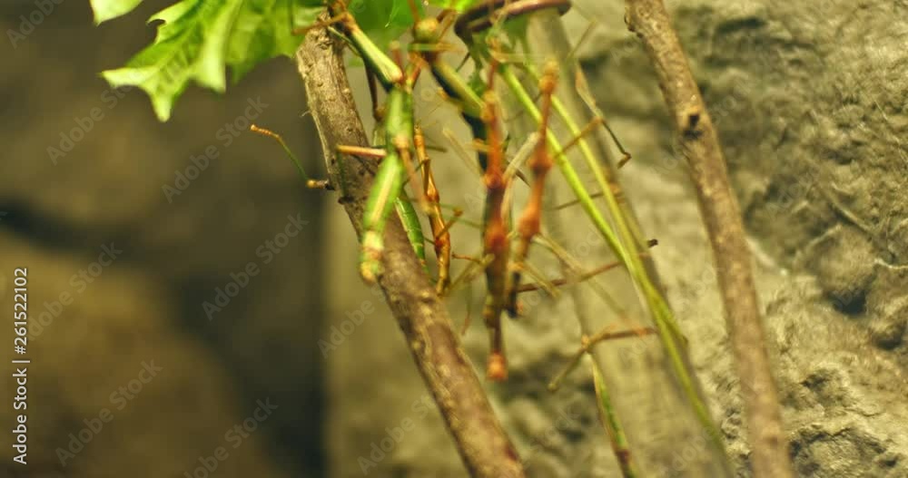 Walking stick insect , extreme close up, magnification Walking stick insect , extreme close up, magnification