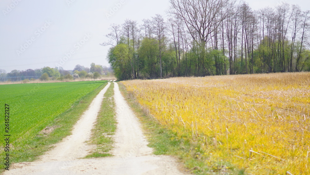 Fototapeta premium Landschaft Blumen Feld 