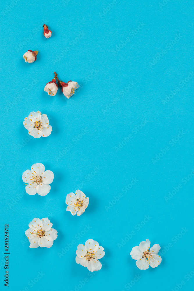 Fresh spring apricot flowers on blue paper background. Fresh spring apricot flowers on blue paper background.