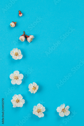 Fresh spring apricot flowers on blue paper background.