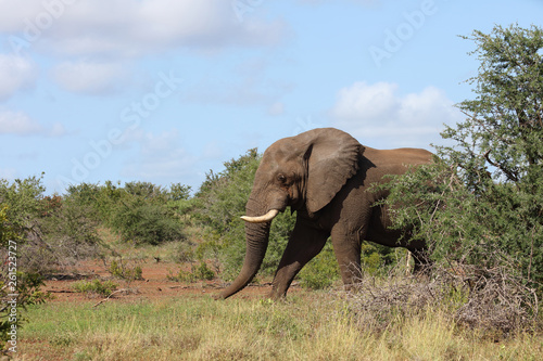 Afrikanischer Elefant   African elephant   Loxodonta africana