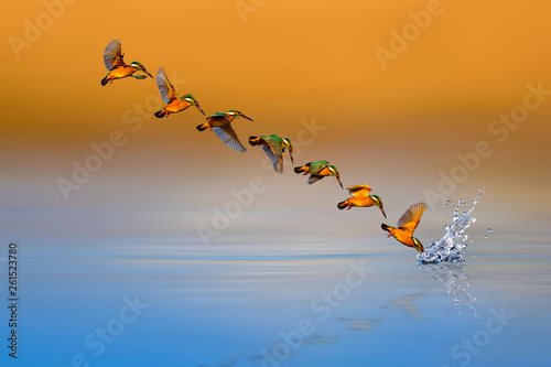 Amazing bird Kingfisher. Diving bird. Colorful nature background. Bird: Common Kingfisher. Alcedo atthis