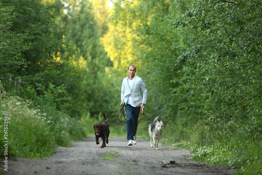 Fototapeta premium A man with two dogs walking on a sunny meadow