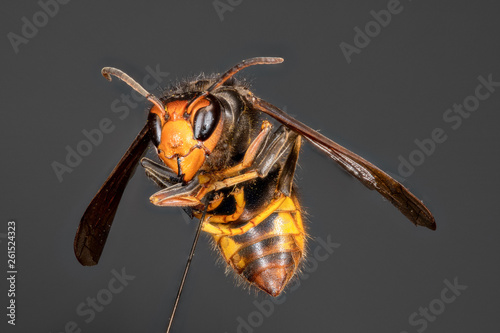 frelon asiatique Vespa velutina