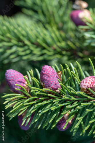 Pink cones on evergreen fir branches.
