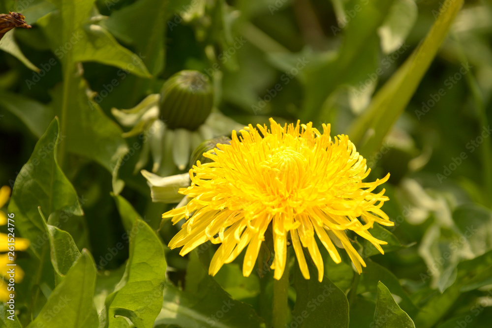 bright yellow glowing dandelions on a green meadow, spring theme with yellow dandelion flowers background also called taraxacum officinale in bloom in early april bright yellow glowing dandelions on a green meadow, spring theme with yellow dandelion flowers background also called taraxacum officinale in bloom in early april