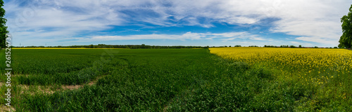 Agricultural grounds. Panoramic view of the rapeseed field. Half blooming field.