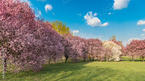Wiosna w mieście Opole wiosna w parku © rafalslowikowski.pl