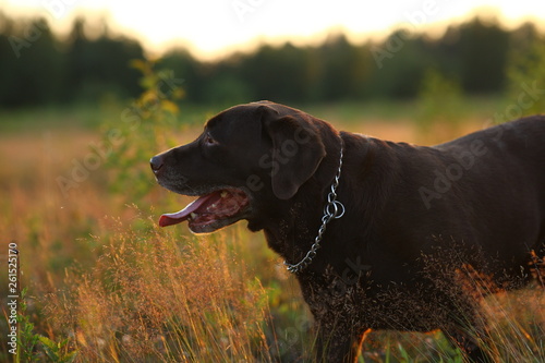 Portrait of chocoalte labrador sitting on the summer field, natural light