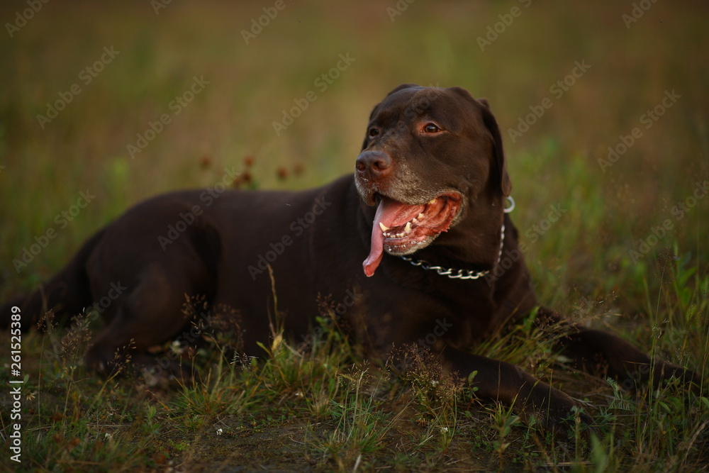 Portrait of chocoalte labrador lies on the summer field, natural light Portrait of chocoalte labrador lies on the summer field, natural light