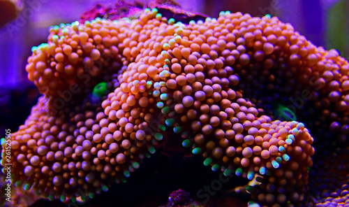 Ricordea florida mushroom - Underwater macro shot