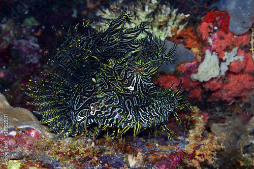 Incredible Underwater World - Lacy scorpionfish - Rhinopias aphanes. Papua New Guinea, Milne Bay. photo