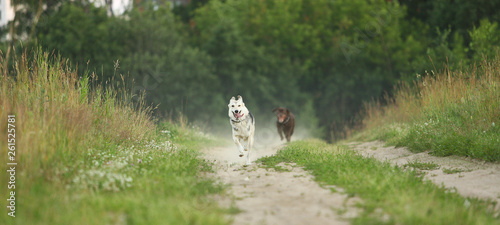 Canvas Print Two dogs husky and brown labrador running on green meadow and looking at camera in dusk