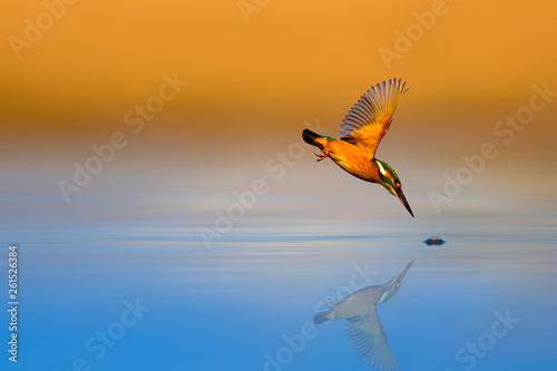 Amazing bird Kingfisher. Diving bird. Colorful nature background. Bird: Common Kingfisher. Alcedo atthis photo