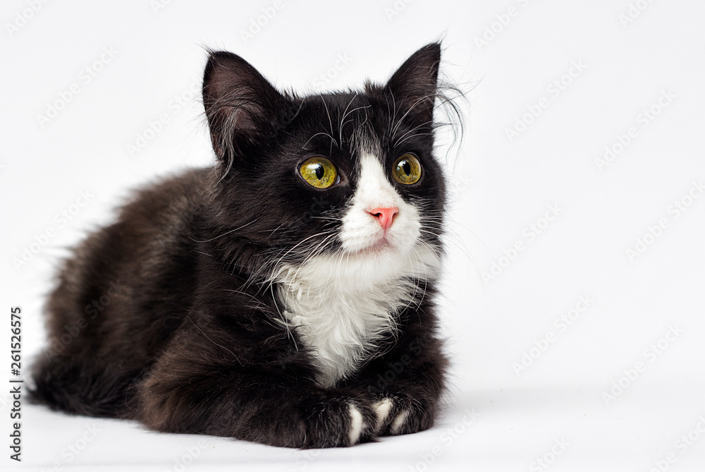 black and white kitten looks
