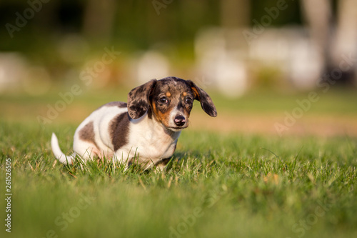 Hund Rassehund Amerikanischer Zwergdackel Hündin Dackelchen © Ines Hasenau
