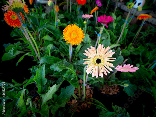 Gerbera Flowers Blooming on Pots