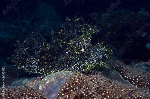 Incredible Underwater World - Lacy scorpionfish - Rhinopias aphanes. Papua New Guinea, Milne Bay. photo