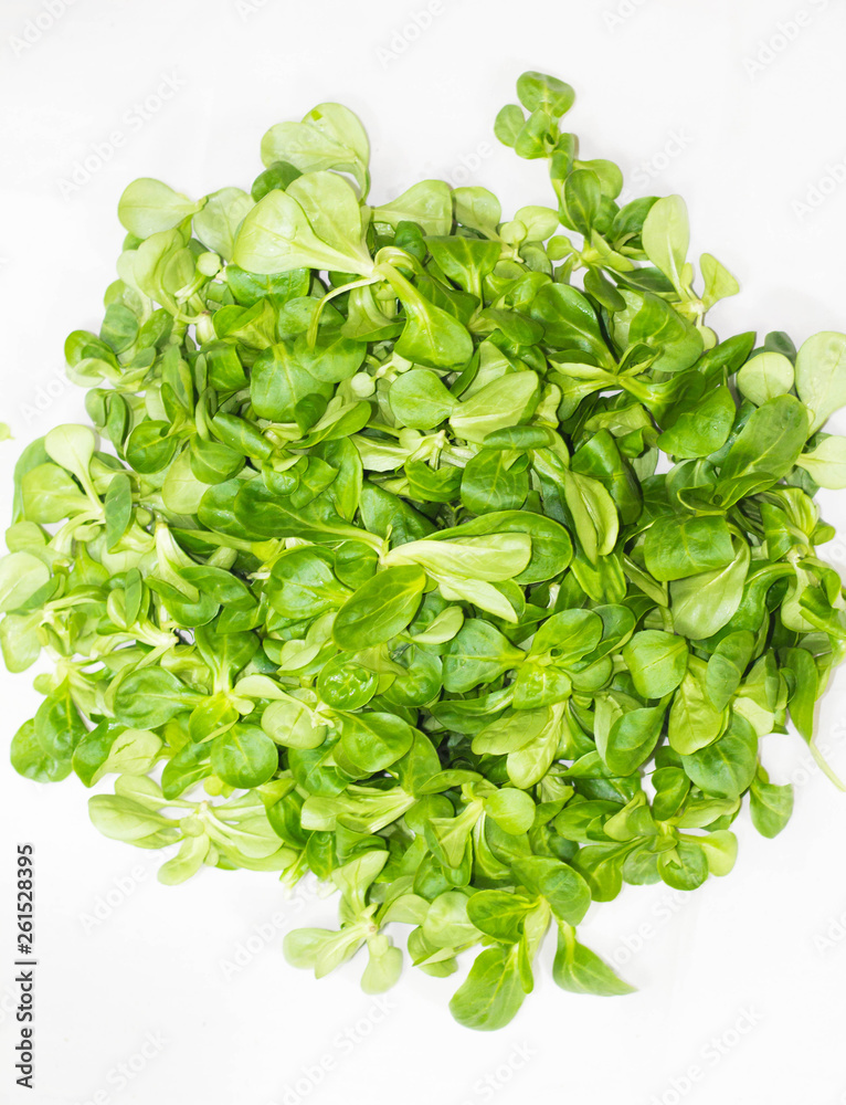 Obraz premium lechuga verde y fresca en un fondo blanco