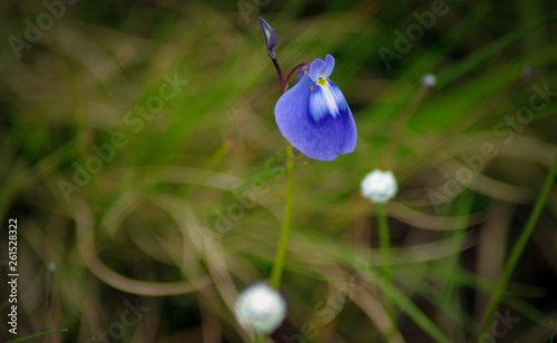 blue flower in kass vally photo