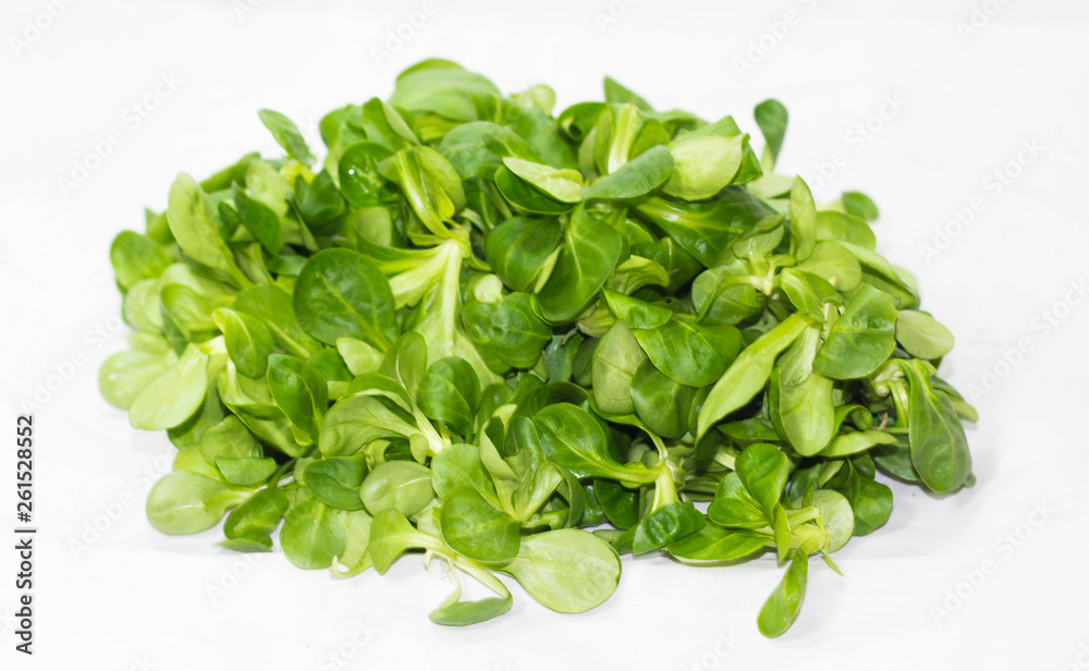 lechuga verde y fresca en un fondo blanco lechuga verde y fresca en un fondo blanco
