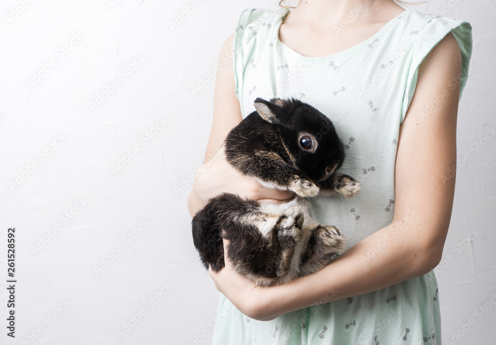 Dutch Rabbits Colors