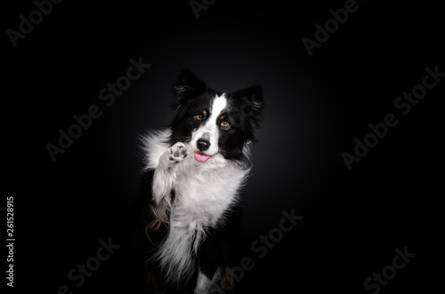 Fototapeta Naklejka Na Ścianę i Meble -  border collie dog beautiful portrait doing tricks on black background studio shooting	