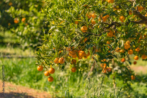 orangetree photo