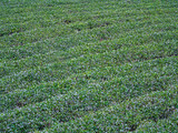 Field of Tea Plantation in a Row