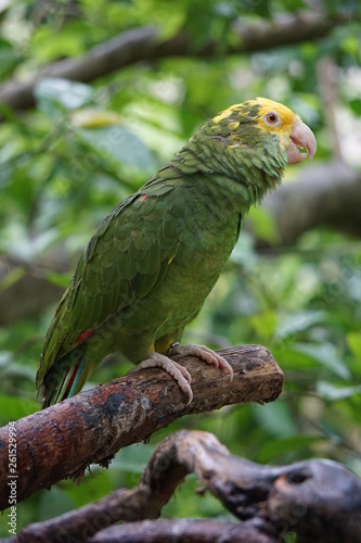 Green parrot