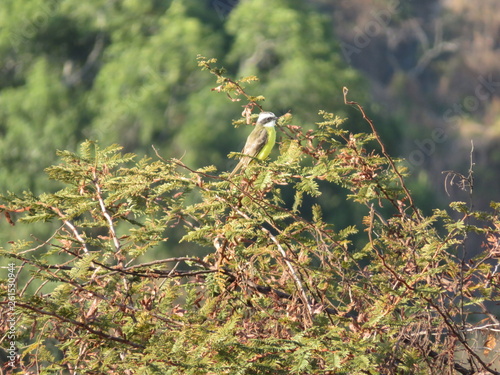 Wunderschöner gelber Vogel sitzt auf einem Baum