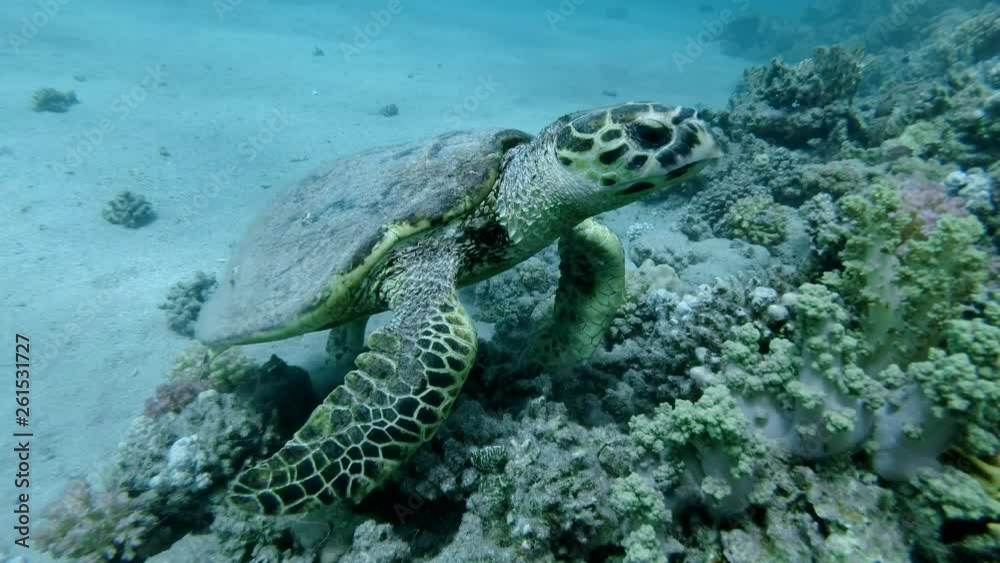 Sea Turtle sits on a coral reef and eats soft coral. Hawksbill Sea Turtle or Bissa (Eretmochelys imbricata) Underwater shot, Top view, Closeup. Red Sea, Abu Dabab, Marsa Alam, Egypt, Africa Sea Turtle sits on a coral reef and eats soft coral. Hawksbill Sea Turtle or Bissa (Eretmochelys imbricata) Underwater shot, Top view, Closeup. Red Sea, Abu Dabab, Marsa Alam, Egypt, Africa