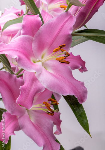 Close-up of pink liles flowers.  Common names for species in this genus include fairy lily rainflower zephyr lily magic lily Atamasco lily and rain lily. photo