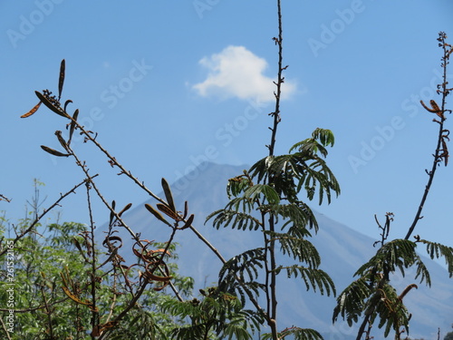 Atemberaubender Blick auf den Vulkan von Colima in Mexico durch ein paar Büsche