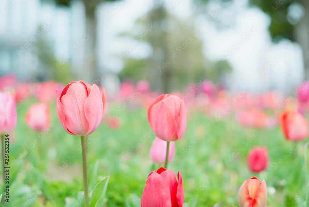Fototapeta premium Colorful tulips in the flower garden,Tulip field.