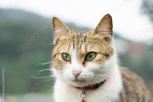 Portrait Cute cat sitting in front of the house Is a cute pet and good habits
