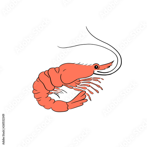 Cute shrimp vector illustration