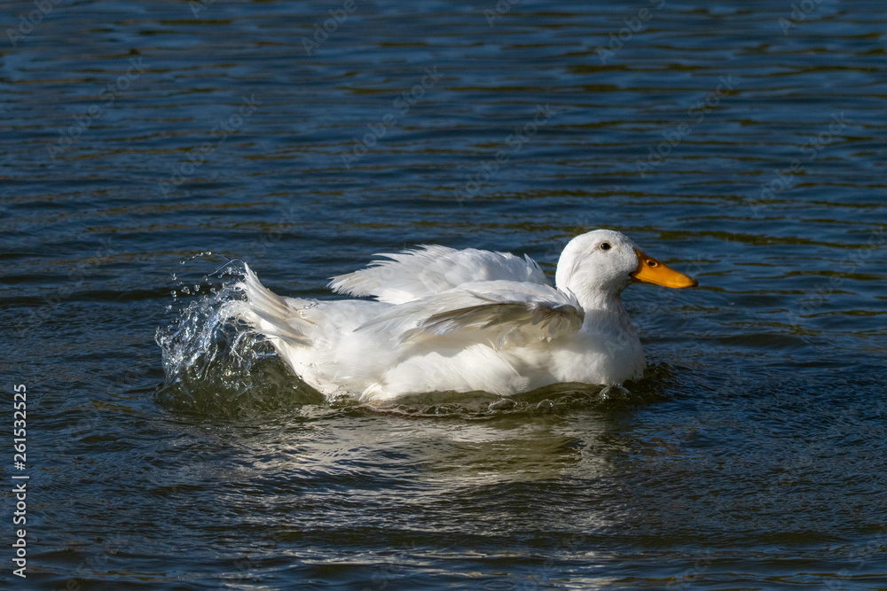 White Aylesbury duck (also known as Pekin or Long Island Duck) preening feathers and splashing water White Aylesbury duck (also known as Pekin or Long Island Duck) preening feathers and splashing water