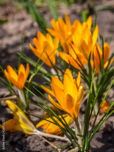 Close-up of yellow crocuses in the garden. First spring flowers crocuses bloom in garden in sunny day - Kyiv, Ukraine, Europe.