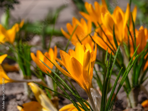Close-up of yellow crocuses in the garden. First spring flowers crocuses bloom in garden in sunny day - Kyiv, Ukraine, Europe.