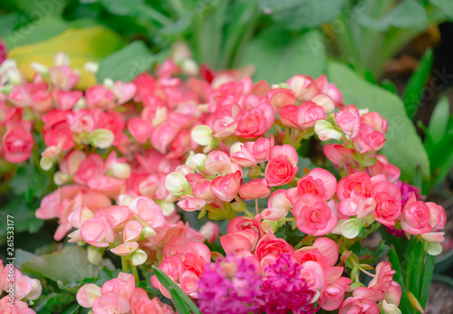 Begonia flowers texture full blooming in garden Begonia tuberhybrida