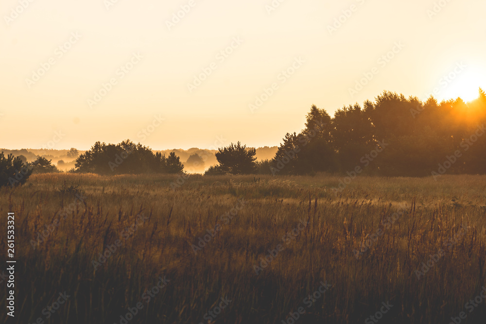   sunrise over a misty meadow in summer morning