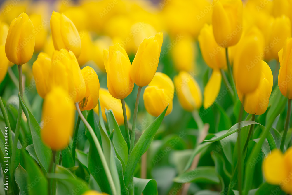 Obraz premium Colorful tulips in the flower garden,Tulip field.