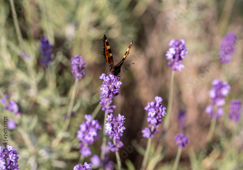 Fototapeta Naklejka Na Ścianę i Meble -  Colorful Butterfly on the blooming lavender flowers
